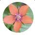 ScarletPimpernel_